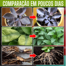 PlantMax - Potencialize seu Jardim | 22 Cápsulas | Frete Grátis